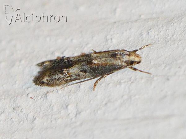 Blastodacna atra
