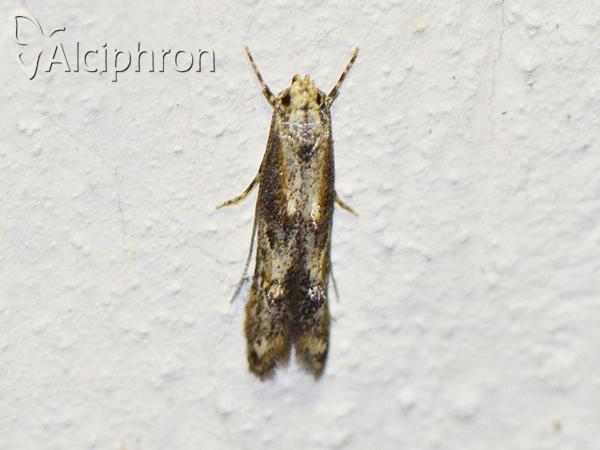 Blastodacna atra
