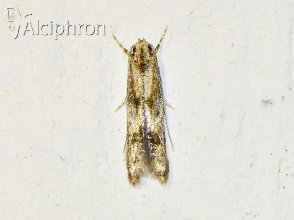 Blastodacna atra