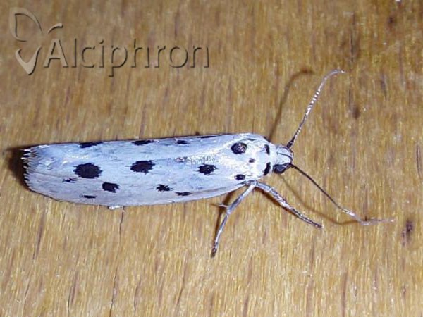 Ethmia dodecea