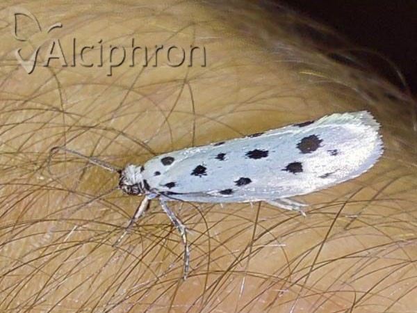 Ethmia dodecea