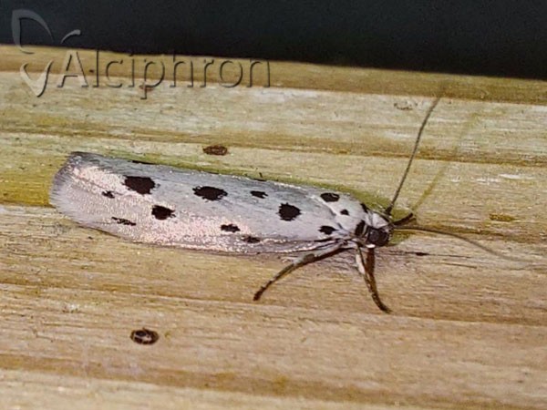 Ethmia dodecea