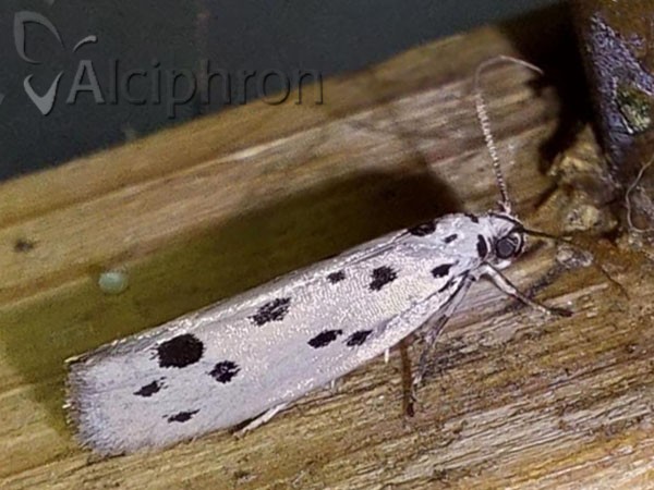 Ethmia dodecea