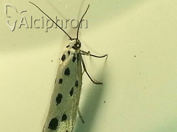 Ethmia dodecea