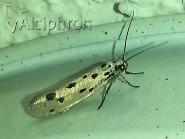 Ethmia dodecea