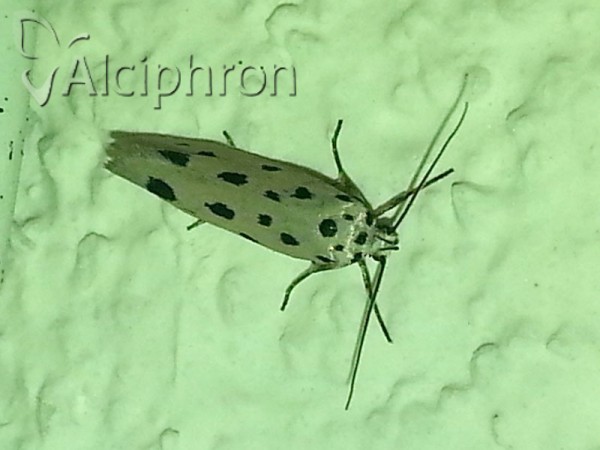 Ethmia dodecea