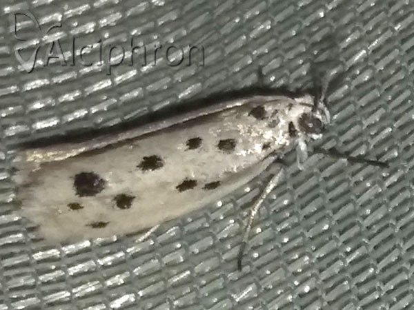 Ethmia dodecea