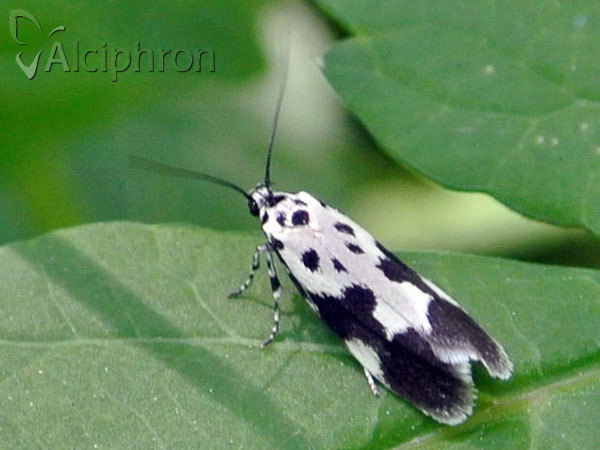 Ethmia quadrillella