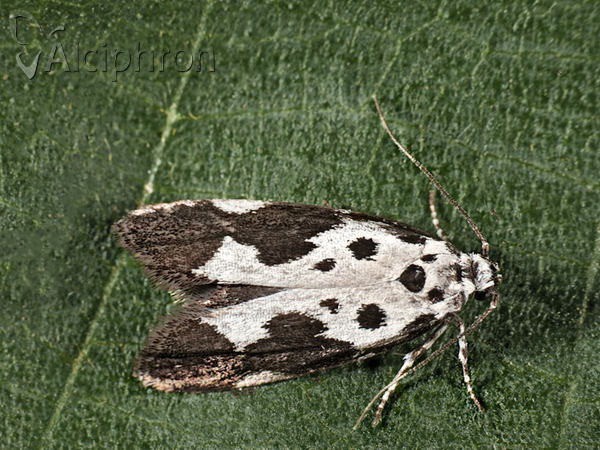 Ethmia quadrillella