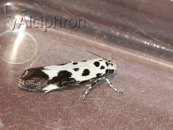 Ethmia quadrillella