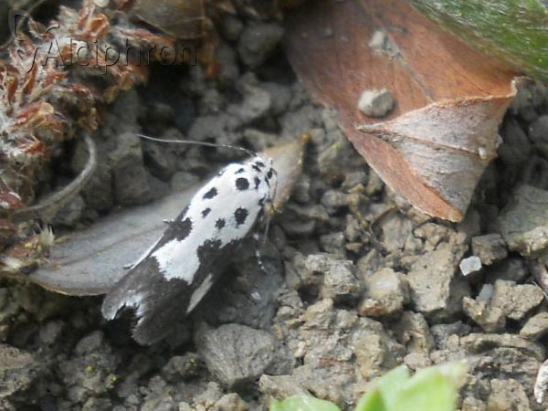 Ethmia quadrillella