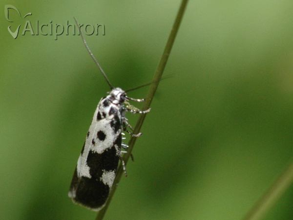 Ethmia quadrillella