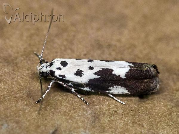 Ethmia quadrillella