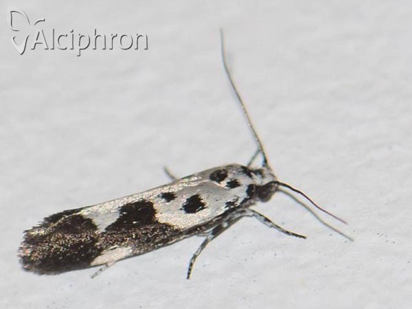 Ethmia quadrillella