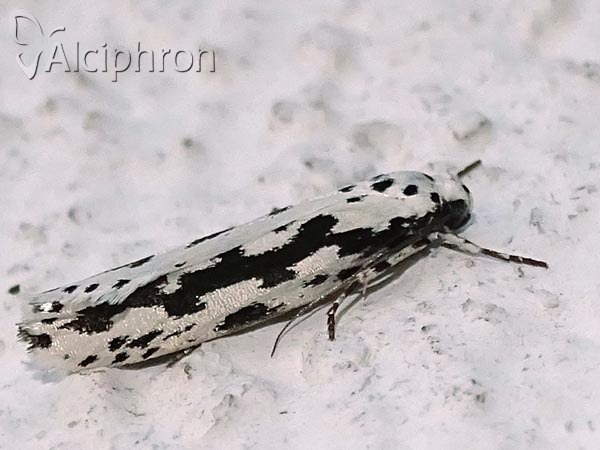 Ethmia pusiella