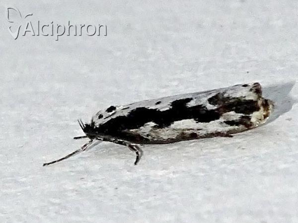 Ethmia pusiella