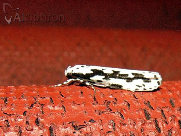 Ethmia pusiella