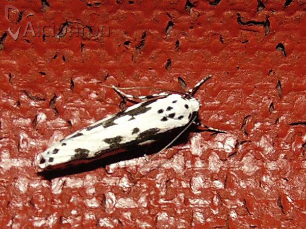 Ethmia pusiella