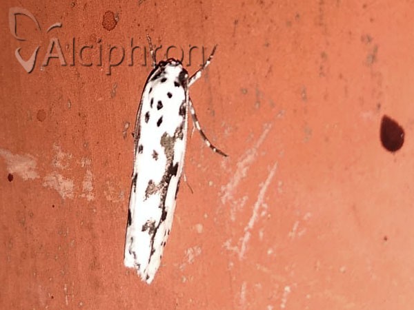 Ethmia pusiella