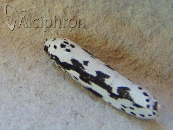 Ethmia pusiella