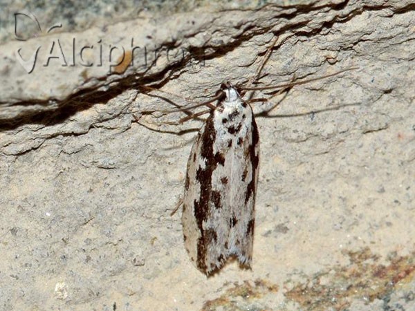 Ethmia pusiella