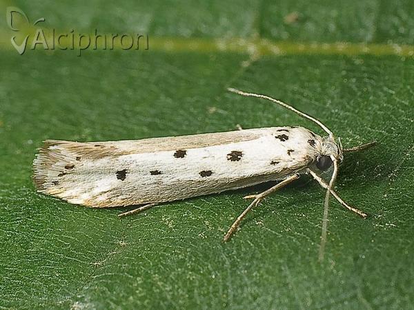 Ethmia terminella