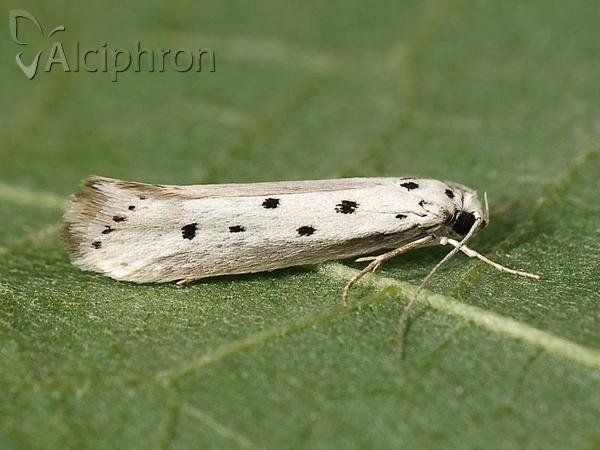 Ethmia terminella