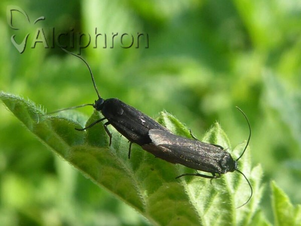 Ethmia pyrausta