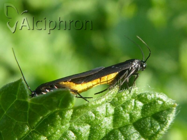 Ethmia pyrausta