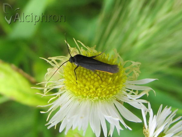 Ethmia pyrausta