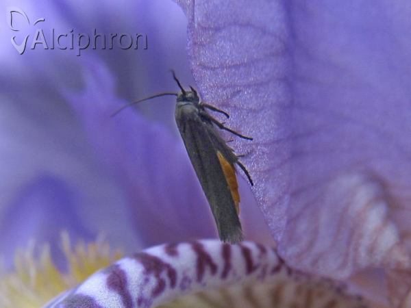 Ethmia pyrausta