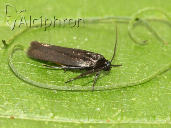 Ethmia pyrausta