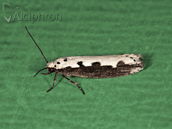 Ethmia bipunctella
