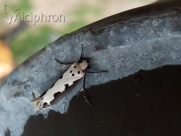 Ethmia bipunctella