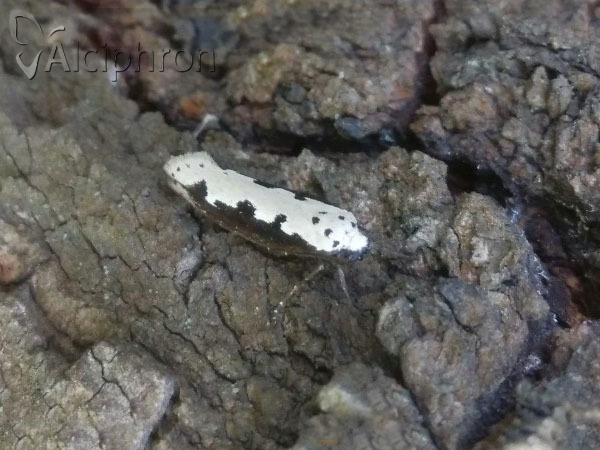 Ethmia bipunctella