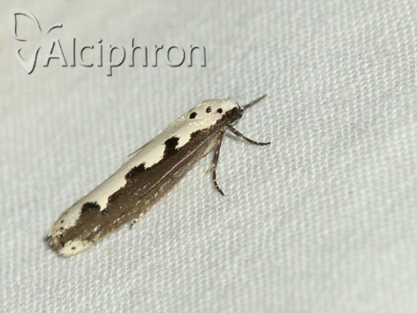 Ethmia bipunctella