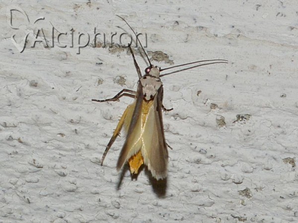 Ethmia bipunctella