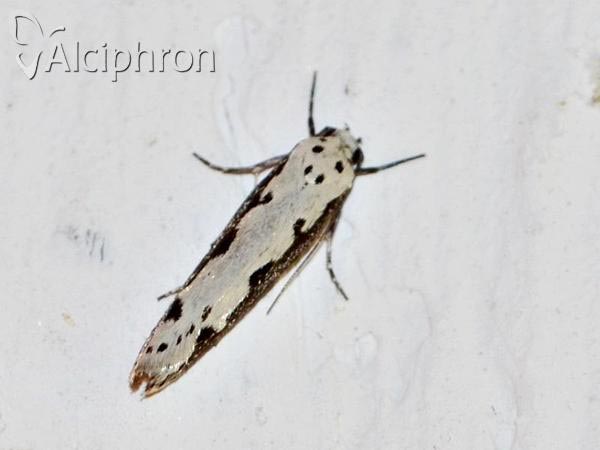 Ethmia bipunctella