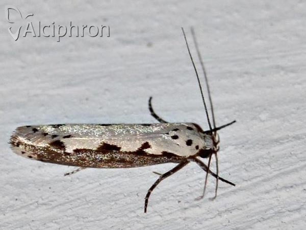 Ethmia bipunctella