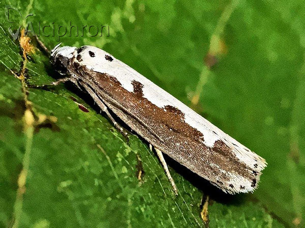 Ethmia bipunctella