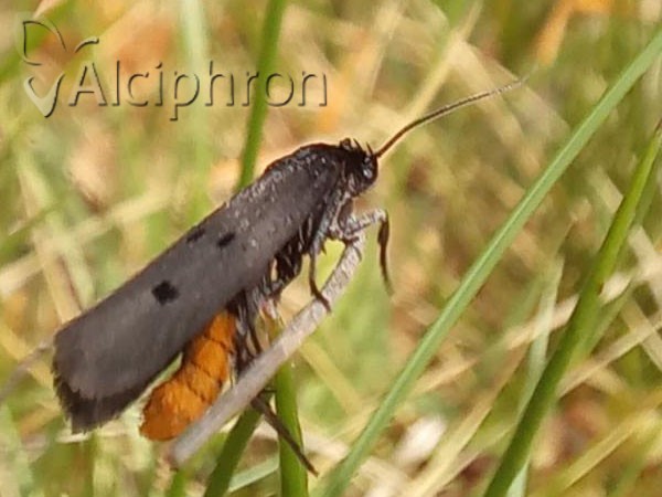Ethmia chrysopyga