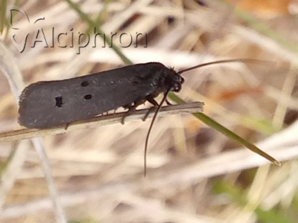 Ethmia chrysopyga