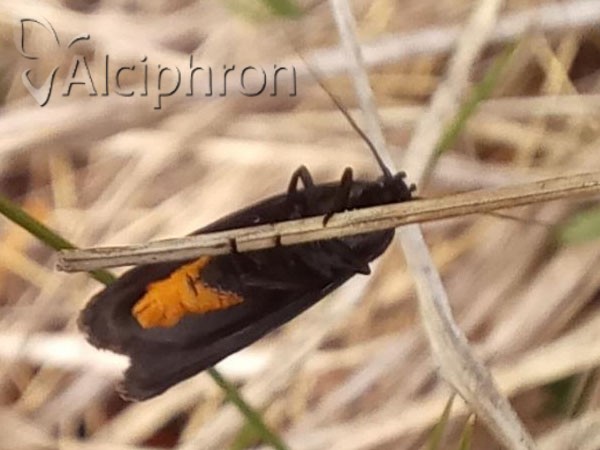 Ethmia chrysopyga