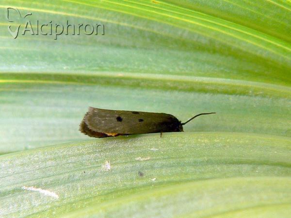 Ethmia chrysopyga