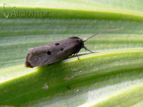 Ethmia chrysopyga