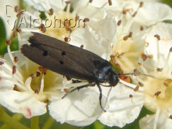 Ethmia chrysopyga