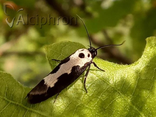 Ethmia haemorrhoidella
