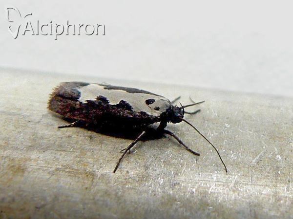 Ethmia haemorrhoidella
