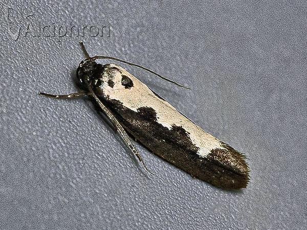 Ethmia haemorrhoidella