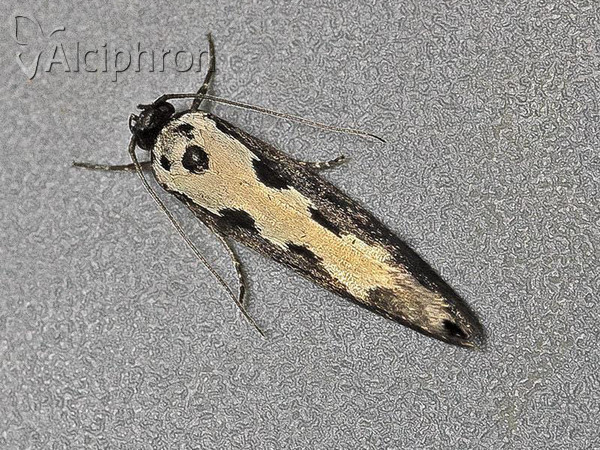 Ethmia haemorrhoidella